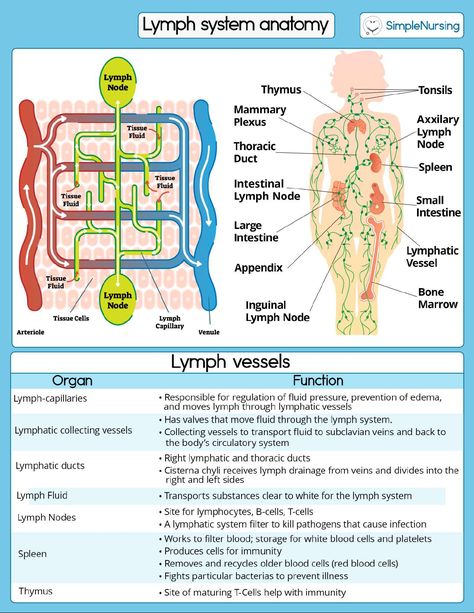 4. Lymph System Anatomy - NUR 3125 - StuDocu Thoracic Duct, Lymph Drainage Massage, Lymph Vessels, Yoga Information, Lymph Fluid, Small Intestine, Basic Anatomy And Physiology, Lymph System, Lymph Drainage