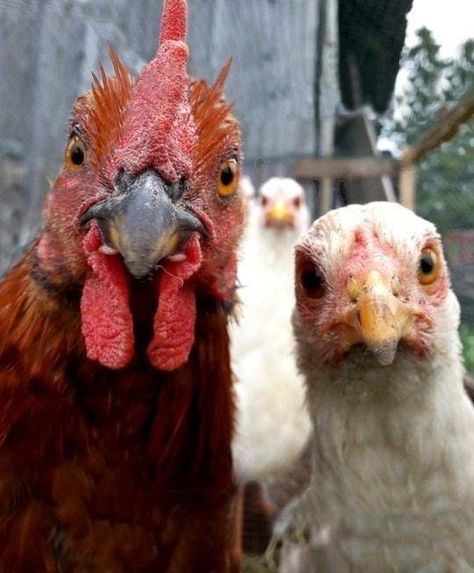 My chickens are gangster yo. Chickens And Roosters, Chicken Art, Raising Chickens, Chickens Backyard, Animals Friends, Beautiful Creatures, Beautiful Birds, Animal Kingdom, Animals Beautiful