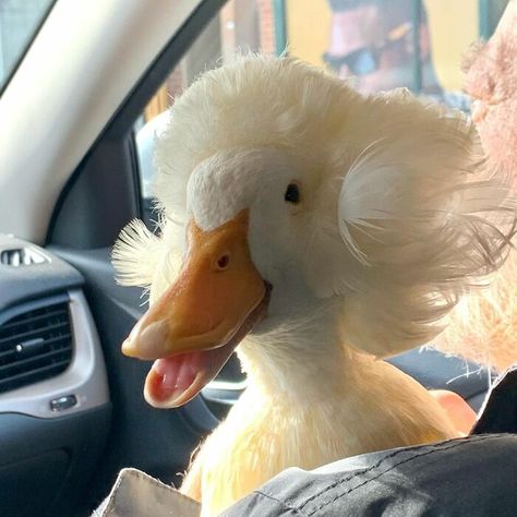 Meet Gertrude, The Duck With More Stylish Hair Than Yours Pekin Duck, Duck Pictures, Pet Ducks, Cute Ducklings, Funny Duck, A Duck, Cute Animal Photos, Animals Images, Animal Photo