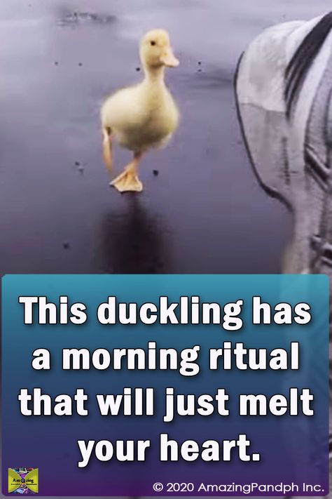 I thought I’d seen it all, but I guess I was wrong! – This duckling has a morning ritual that will just melt your heart… #duckling #morning #ritual #funny #viral #duck Puppy And Duckling Video, Good Morning Gifs Funny Hilarious, Cute Good Morning Images Funny, Animal Good Morning, Good Morning Gifs Funny, Funny Good Morning Greetings, Funny Good Night Pictures, Good Morning Blessings, Cute Good Morning Gif