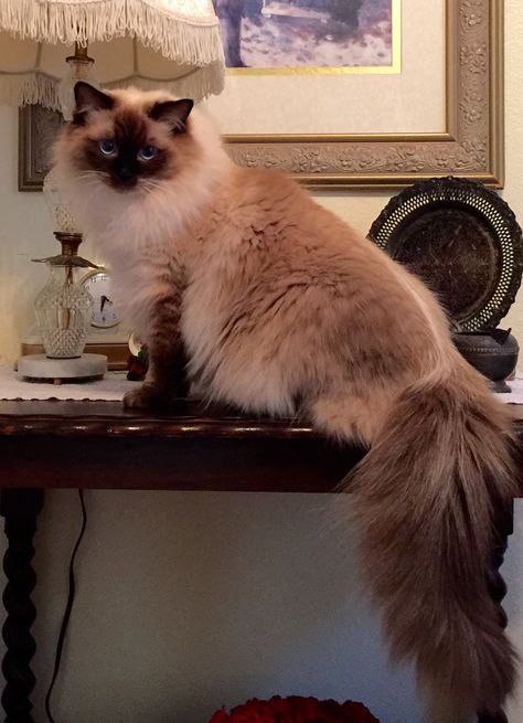 Truffles at 1 years old Himalayan Persian Cats, Himalayan Cats, Meme Chat, Birman Cat, Himalayan Cat, Cat Picture, Gorgeous Cats, Cat Pose, Cat Facts