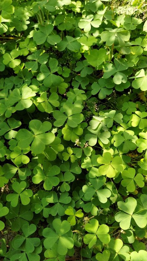 Green Stuff Aesthetic, Clover Wallpaper Aesthetic, Clover Field, Clover Wallpaper, Leaves Background, Green Palette, Green Nature, Green Life, Green Tones