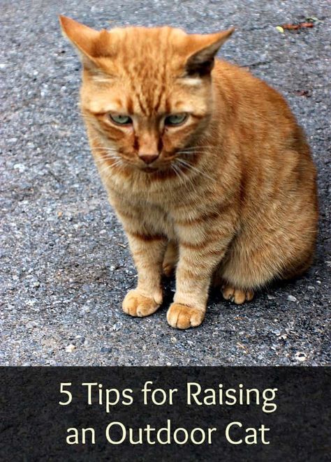 Hopefully, these 5 tips for raising an outdoor cat can help you make sure that your outdoor cat is well fed, safe and healthy. Outside Cats Tips, Outdoor Cats Tips, Barn Cats Care, Outdoor Kitten Care, Cat Injuries, Sheep Diy, Tnr Cats, First Time Cat Owner, Best Cat Breeds