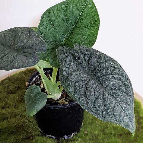 Alocasia Melo Care Alocasia Plant, Growing Bulbs, Flowering Succulents, Water Tray, Peat Moss, Dhl Express, Interior Decor, Green Leaves, Indoor Plants