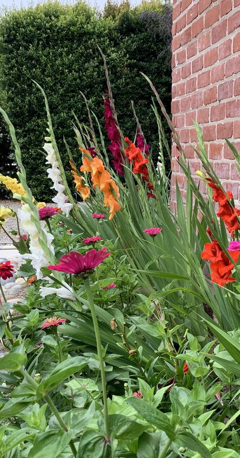 Gladiolus In Garden, Gladiolus Landscaping Ideas, Gladiolus Garden Design, Gladiolus Flower Garden Ideas, Gladiolus Garden, Gladiolus Bulbs, 2023 Tattoo, Poppy Garden, Gladiolus Flower