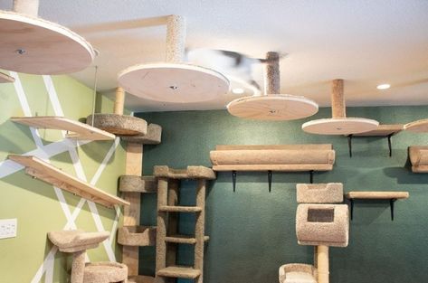 Catification Ideas Diy, Cat Shed, Cat Walls, Catification Ideas, Cat Walkway, Cat Room Ideas, Cat Rooms, Katt Grejer, Pet Room