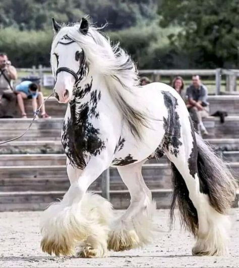 Beautiful Horses Photography, Cute Horse Pictures, Beautiful Horse Pictures, Clydesdale Horses, Horse Inspiration, Big Horses, Horse Videos, Cute Animals Puppies, Most Beautiful Horses