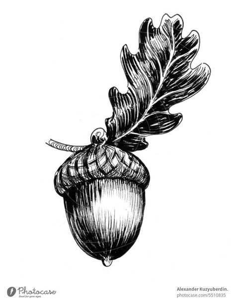 Photo 'Ink drawing of an acorn an oak leaf' by 'Alexander Kuzyuberdin.' Oak Leaf Tattoos, Acorn Drawing, Acorn Tattoo, Branch Decoration, Tree Sleeve, Oak Tree Tattoo, Tattoos Inspo, Autumn Background, Acorn And Oak