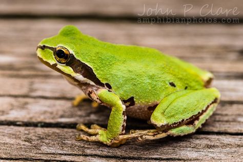 https://flic.kr/p/LQPa7u | Pacific Tree Frog (Pseudacris regilla) | Adult in Multnomah County, Oregon, USA. July 25th 2016. Pacific Chorus Frog, Pacific Tree Frog, Frog Pot, Backyard Ecosystem, Oregon Trees, Tree Frog Tattoos, Poison Frog, Herding Cats, Green Tree Frog