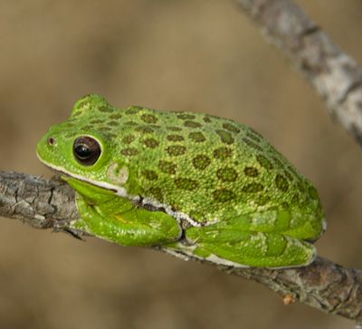 Identifying Florida's Treefrogs