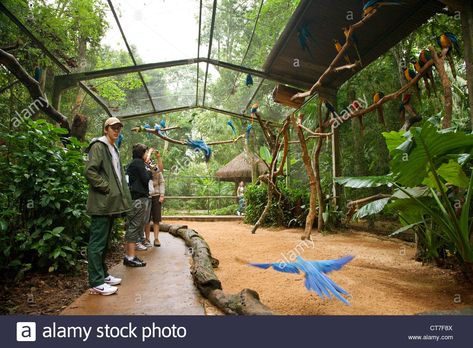 Walk through Parrot aviary in Parque das Aves or Bird Park Stock Photo: 49338154 - Alamy Aviary Birds, Walk In Bird Aviary, Backyard Aviary Ideas, Large Aviary, Macaw Aviary, Bird Aviary Ideas, Parrot Aviary, Bird Enclosure, Outdoor Bird Aviary