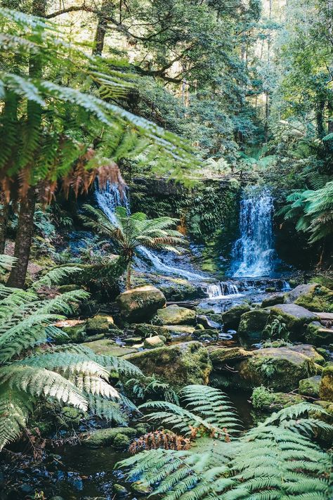 Green moss on rocks in river photo – Free Australia Image on Unsplash Rainforest Pictures, Amazon Forest, Amazon Travel, Amazon Rainforest, Travel Places, Beautiful Sights, Green Landscape, Famous Landmarks, Green Trees