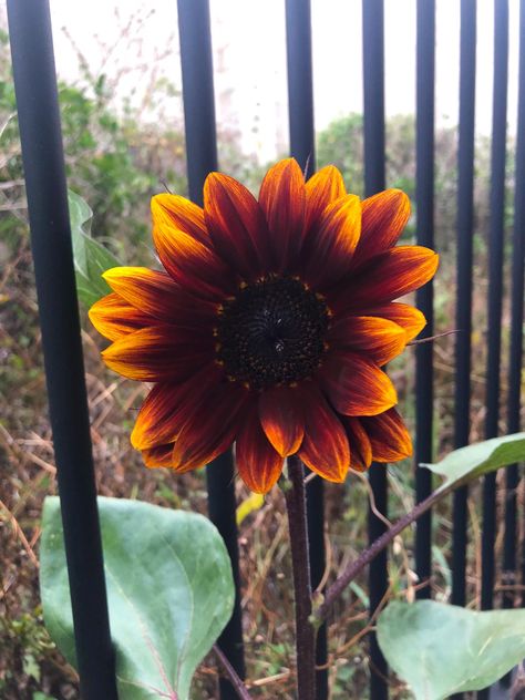 My Royal Velvet Sunflowers are beginning to bloom! Velvet Sunflower, Cut Flower Garden, Office Outfits Women, Garden Pond, Ink Ideas, Home Flowers, Garden Diy, Secret Obsession, Ponds