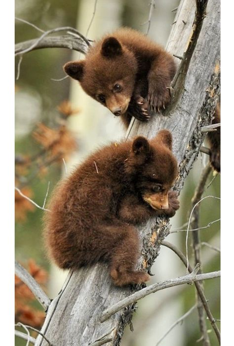 Cute little bear cubs up a tree. Brown Bears, Baby Animals Funny, Bear Cubs, Wildlife Animals, Cute Animal Pictures, Cute Creatures, Sweet Animals, Animal Planet, Animal Photo