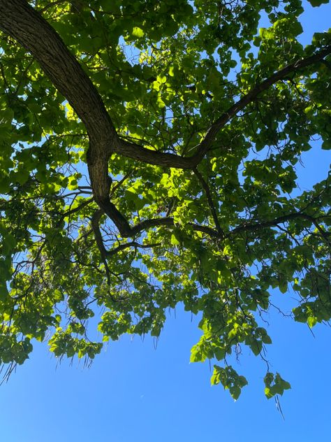 Spring Leaves Aesthetic, Planting Trees Aesthetic, Tall Trees Aesthetic, Sunny Spring Aesthetic, Summer Trees Aesthetic, Summer Park Aesthetic, Sunny Forest Aesthetic, Nostalgic Summer Aesthetic, Green Tree Aesthetic