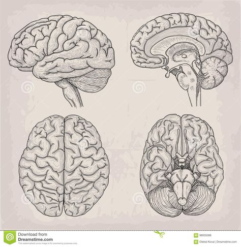 Brain Anatomical Drawing, Brain Anatomy Tattoo, Brain And Butterfly Tattoo, Human Brain Tattoo, Abstract Brain Tattoo, Anatomical Heart And Brain Tattoo, Brain Sketch Simple, Anatomical Drawings Medical, Old Anatomy Illustration