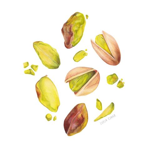 Watercolour painting of tossed up pistachios. #watercolour #foodart #foodillustration #pistachiopainting #chocolate #illustration #watercolor #nutpainting #pistachio Homemade Recipe Books, Graph Design, Watercolour Illustration, Illustrator Artist, Artwork Display, Coloured Pencils, Art Journal Pages, Freelance Illustrator, Pattern Illustration