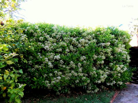 Viburnum tinus lucidum hedge in flower - this shrub can make a hedge up to 4m in height or can be kept as low as 2m by regular pruning Shrubs For Landscaping, Ideas Jardin, Privacy Trees, Hedging Plants, Home Landscaping, Hedges, Garden Plants, Herbs, Canning