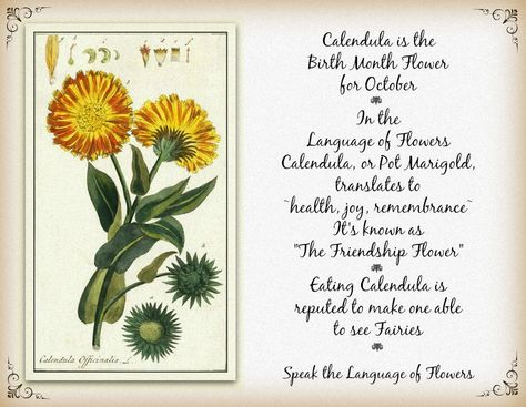 Calendula or Pot Marigold is the Birth Month Flower for October. In the Language of Flowers it translates to ~health, joy, remembrance~. Witchy Jars, Flower Of October, Spiritual Plants, Libra Flower, Let Us Live Like Flowers, Pot Marigold, Friendship Flowers, Flowers Name, October Flowers