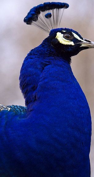 Peacock √ Most Beautiful Birds, Exotic Birds, Pretty Birds, Feeling Blue, Jolie Photo, Colorful Birds, Vintage Birds, Wild Life, Peacocks