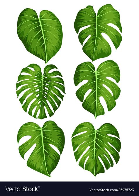 Watercolor Tropical Plants, Big Green Leaves, Big Leaf Plants, Bujo Themes, Leaf Painting, Leaves Illustration, Leaf Illustration, Plant Vector, Big Plants