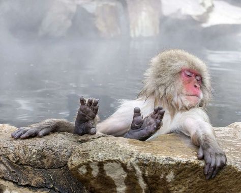 Japanese Macaque Illustration, Sento Saiyan, Monkey Reference, Saiyan Oc, Japanese Macaque, Snow Monkeys, Snow Monkey, Monkey Pictures, Japanese Market