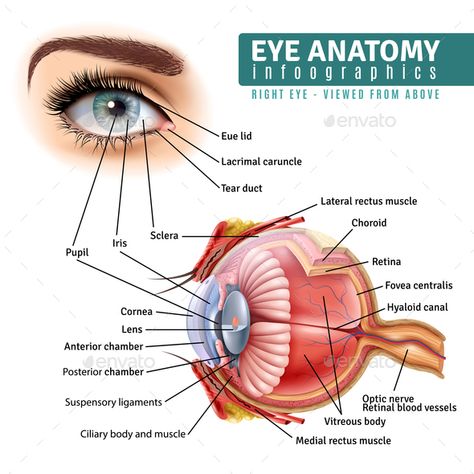 Human eye anatomy infographics with outside view and organ inside structure on white background realistic vector illustration Eye Structure, Eye Anatomy, Eye Facts, Eye Pain, Parts Of The Eye, Biology Facts, Medical Student Study, Human Body Anatomy, Realistic Eye