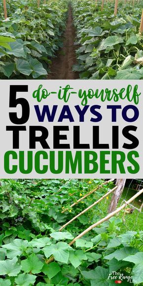 Trellis Cucumbers, Cucumber Trellis Ideas, Vegetable Gardening Ideas, Growing Cucumbers Vertically, Cucumber Plants, Vegetable Garden Planner, Cucumber Trellis, Trellis Ideas, Vertical Vegetable Garden