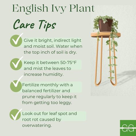 English Ivy Care Made Easy: Follow these simple steps to keep your ivy thriving and beautiful! English Ivy Care Indoors, Ivy Care Indoor, Types Of Ivy Houseplants, Ivy Plant Indoor Care, English Ivy Care, Ivy Plant Care, English Ivy Indoor, Cottage Witchcraft, Ivy Houseplant