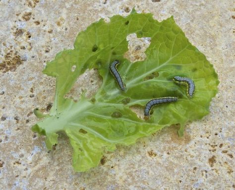 Cabbage Worms, Cabbage Leaves, Big Garden, Green Cabbage, Best Garden, Brussels Sprouts, All About Plants, Garden Spaces, Brussel Sprouts