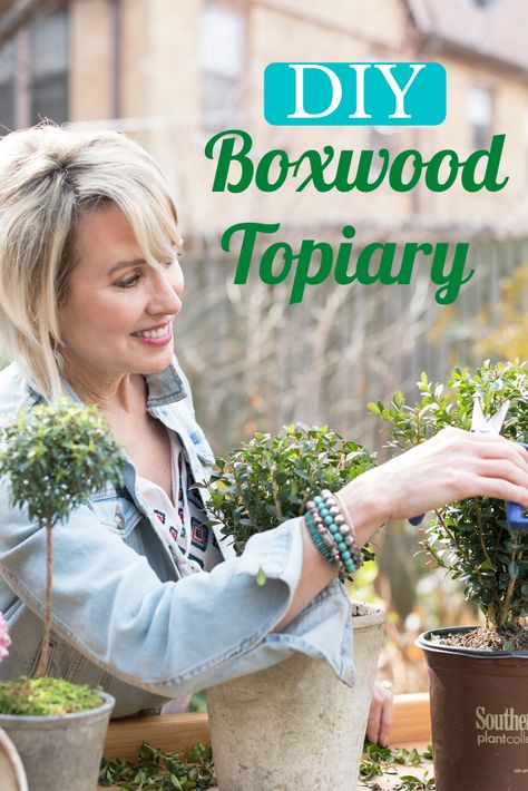 Boxwood Topiary Diy, Diy Boxwood Topiary, Topiaries Garden, Topiary Boxwood, Alabama Garden, Gem Boxwood, Baby Gem Boxwood, Live Topiary, Box Hedge