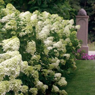 limelight hydrangea Hydrangea Limelight, Lime Hydrangea, Quick Fire Hydrangea, Pee Gee Hydrangea, Little Lime Hydrangea, Limelight Hydrangeas, Hydrangea Paniculata Limelight, Hydrangea Landscaping, Hydrangea Varieties