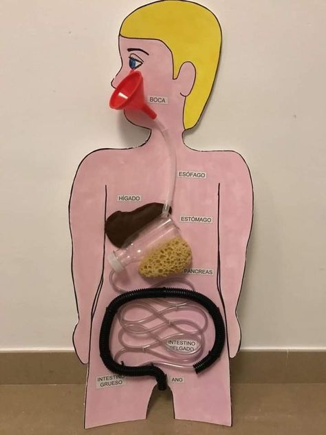 Digestive System Project, Digestive System Model, Silly Costumes, Human Body Systems Projects, Body Systems Project, Human Body Science Projects, Science Project Models, Science Fair Projects Boards, Human Body Projects