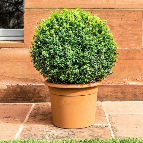 Boxwood Planters, Boxwood Shrubs, Tall Potted Plants, English Boxwood, Small Evergreen Shrubs, Shrubs For Landscaping, Box Wood Shrub, Boxwood Plant, Broadleaf Evergreen