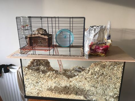 DIY gerbilarium Diy Hamster House, Hamster Bin Cage, Gerbil Toys, Gerbil Cages, Mouse Cage, Hamster Diy, Hamster Habitat, Hamster Bedding, Hamster Care