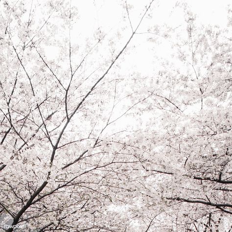 White Sakura Aesthetic, White Sakura, Cherry Blossom Japan, Sakura Bloom, White Blossom, Sakura Tree, Japanese Cherry Blossom, Japanese Aesthetic, Cherry Tree