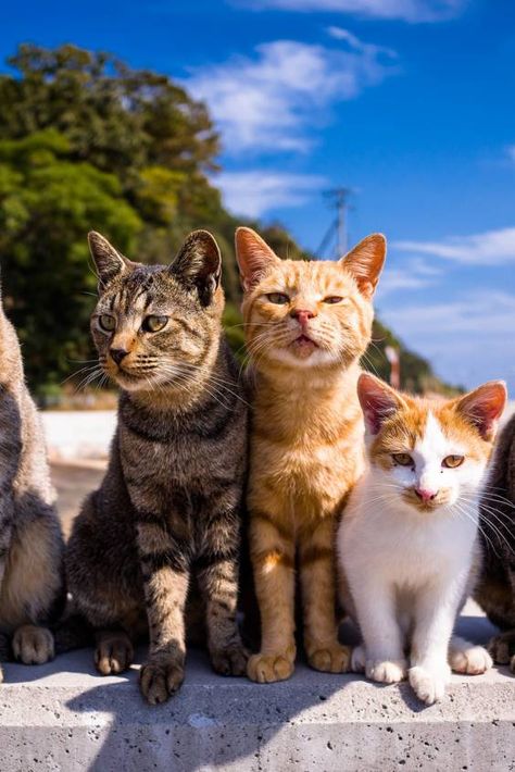 Aoshima Island, Cat At Beach, Cat Demon, Cats At The Beach, Miyazaki Prefecture, Cat Island Japan, Japan Cat, Cats On The Beach Aesthetic, Cats In Japan