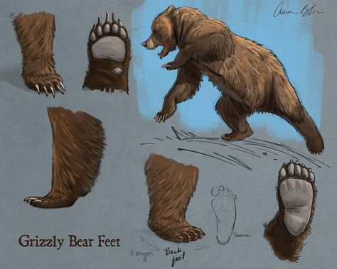 Today's How To Draw Bears video lecture was on Grizzly Bear Feet. The full course will be available soon at CreatureArtTeacher.com #grizzly… Paw Drawing Reference, Bear Paw Drawing, Animals Sketching, How To Draw Bears, How To Draw Bear, Draw Bear, Bear Reference, Bear Character Design, Aaron Blaise