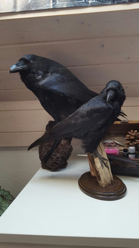 Taxidermy Raven and Crow Gothic Taxidermy Decor, Goth Taxidermy, Crow Taxidermy, Raven Taxidermy, Taxidermy Raven, Miniature Taxidermy, Ravenclaw Decor, Vegan Taxidermy, Crow Collection