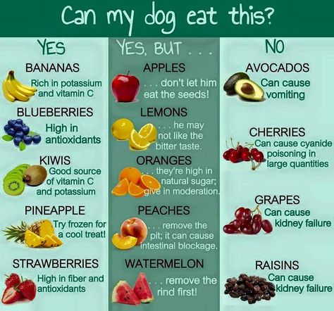 Good and bad fruits for dogs Katt Diy, Dog Body Language, Dog Girl, Golden Retriever Mix, Food Dog, Food Charts, Human Food, Can Dogs Eat, Dog Recipes