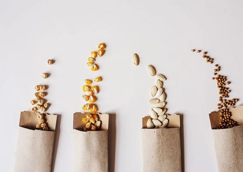 Close-Up Of Seeds Spilling From Paper Bag Against White Background What To Plant When, Garden Preparation, Eggplant Seeds, Pink Pampas Grass, Starting A Vegetable Garden, Home Grown Vegetables, Buy Seeds, Seed Bank, Starting A Garden