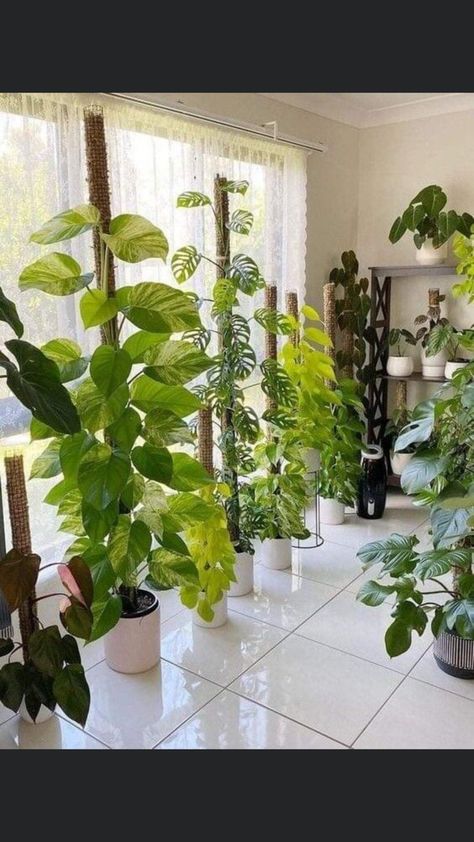 Indoor Plants Decor Living Room, Plant Decor Living Room, Living Room Plants Decor, Big Indoor Plants, Plantas Interior, Indoor Plants Low Light, نباتات منزلية, Living Room Plants, Hanging Plants Indoor