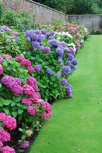 Hydrangea Border at the Powerscourt Gardens | Flickr - Photo Sharing! Hydrangea Border, Landscape Designs, Have Inspiration, The Secret Garden, Garden Borders, Garden Care, Gorgeous Gardens, Garden Cottage, Lawn And Garden