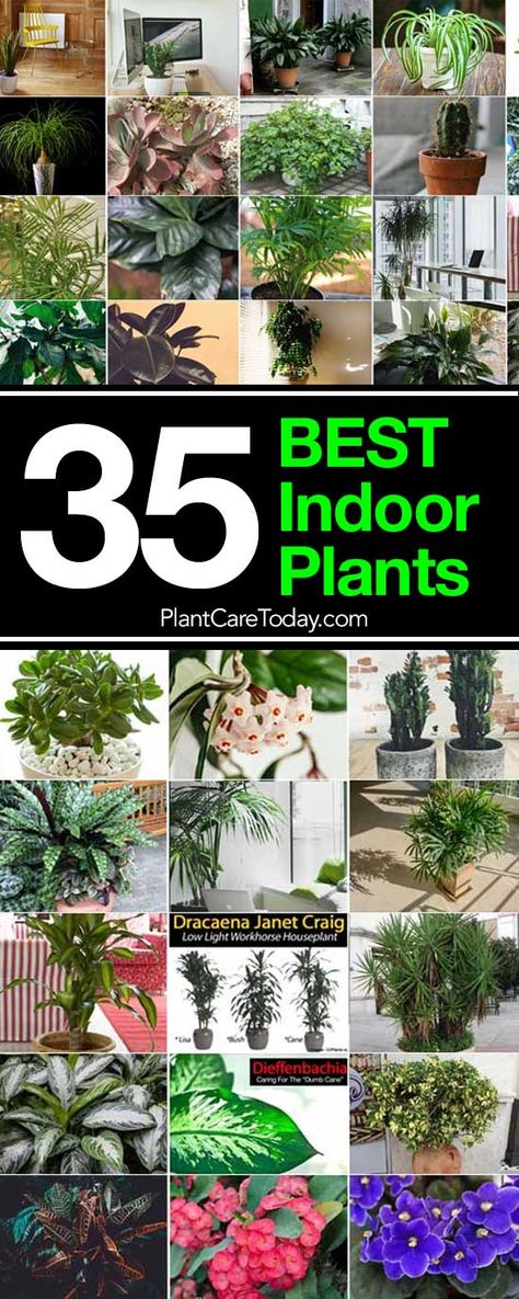 The BEST Indoor Plants list helps guide you in selecting proven houseplants for your home. Tall, floor, tabletop, high and low light plants for every home! Indoor Plants Low Light, Large Indoor Plants, Container Garden Design, Trendy Plants, Apartment Plants, Indoor Vegetable Gardening, Plants To Grow, Inside Plants, Floor Plants