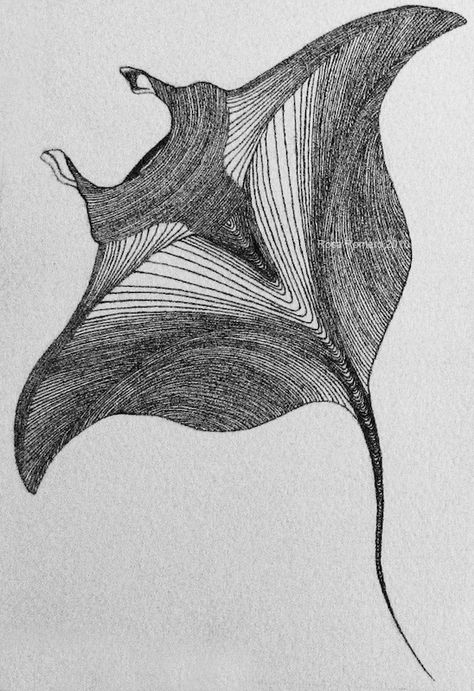 Manta Ray, Manta Ray Drawing, Ray Drawing, Stingray Tattoo, Ray Tattoo, Ocean Drawing, Ocean Tattoos, White Drawing, Arte Sketchbook