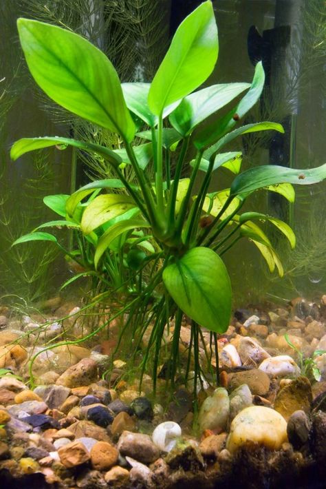 12 Best Aquarium Plants: Floating, Low Light, Easy Care and More… | Fishkeeping World Low Light Aquarium Plants, Aquarium Plants Freshwater, River Plants, Aquarium Soil, Tanaman Air, Goldfish Aquarium, Freshwater Plants, Goldfish Art, Freshwater Aquarium Plants