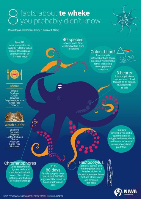 Facts About Octopus, Octopus Facts, 4th Grade Reading Worksheets, Ocean Words, Biology Poster, Marine Pollution, Author Branding, Save Our Oceans, Infographic Poster