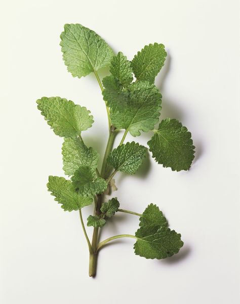 Lemon Balm Essential Oil Lemon Balm Oil, Lemon Balm Essential Oil, Mint Leaf, Anti Wrinkle Treatments, Essential Oils For Skin, Top Skin Care Products, Oil Skin Care, Earth Elements, Best Essential Oils