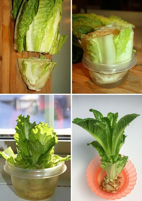 How To Regrow Romaine Lettuce From The Stem Romain Lettuce, Plant Ladder, Regrow Vegetables, Self Watering Pots, Starting A Garden, Garden Design Ideas, Front Lawn, Charming Garden, Unique Gardens