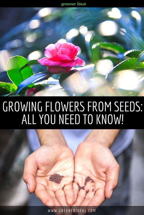 How To Plant Flowers From Seeds, How To Plant Flower Seeds, How To Grow From Seeds, How To Grow Flowers From Seeds, Growing Flowers From Seeds, Planting Flower Seeds, Planting Flowers From Seeds, Germinate Seeds, Pure Satisfaction